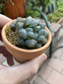 Succulent Stock Photos