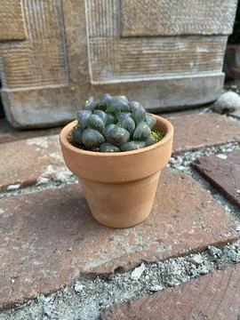 Succulent Stock Photos