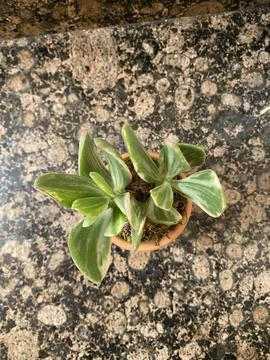 Succulent Stock Photos