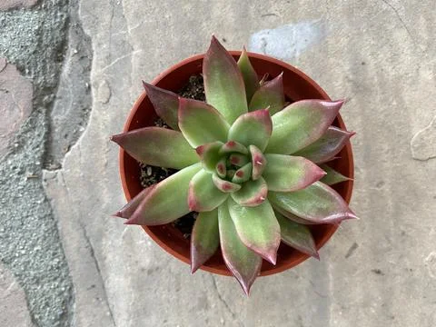 Succulent Stock Photos