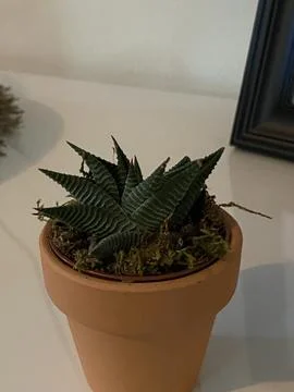 Succulent Stock Photos
