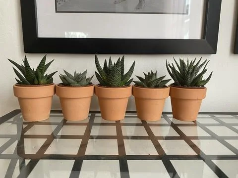 Succulent Stock Photos