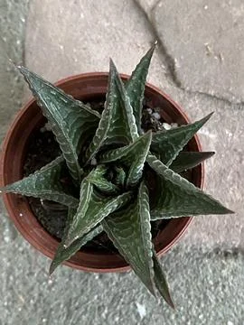 Succulent 写真素材