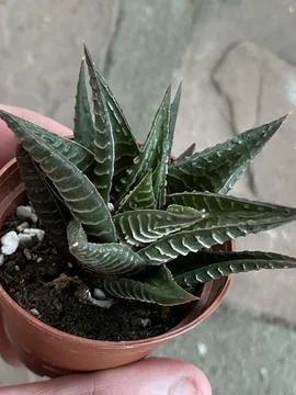 Succulent Stock Photos
