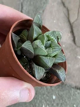 Succulent Stock Photos