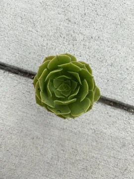 Succulent 写真素材