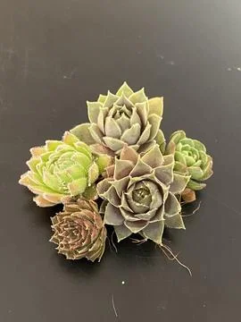 Succulent Stock Photos