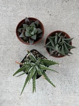Succulent Stock Photos
