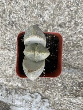Succulent Stock Photos