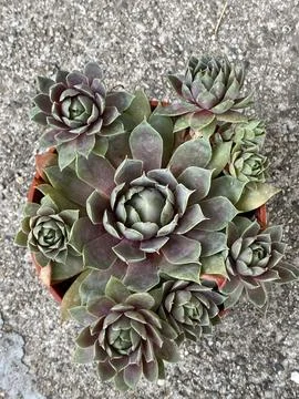 Succulent 写真素材