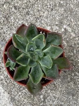 Succulent Stock Photos