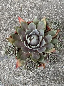 Succulent Stock Photos