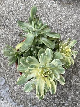 Succulent Stock Photos