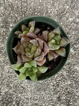 Succulent Stock Photos