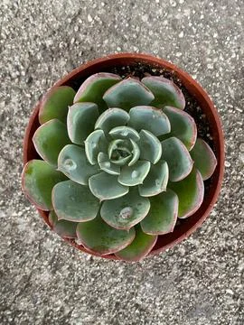 Succulent Stock Photos