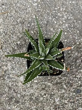 Succulent Stock Photos