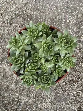 Succulent 写真素材