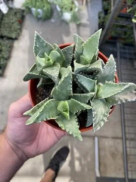 Succulent Stock Photos