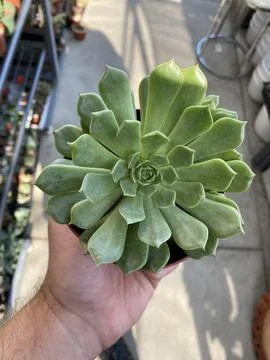 Succulent Stock Photos