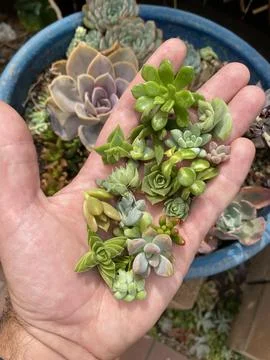 Succulent Stock Photos