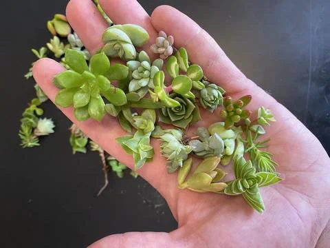 Succulent Stock Photos
