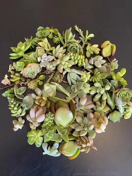 Succulent 写真素材