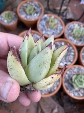 Succulent Stock Photos