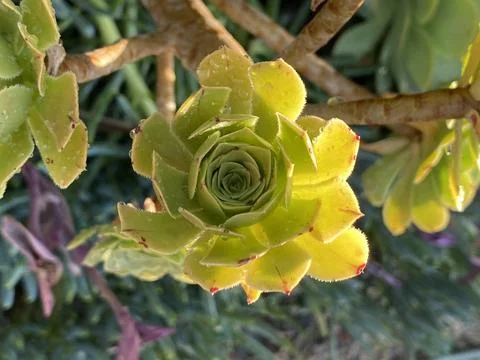 Succulent Stock Photos