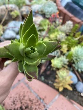 Succulent 写真素材