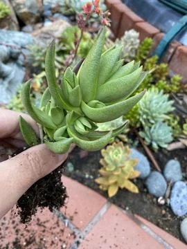 Succulent Stock Photos