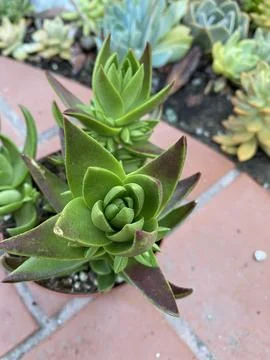 Succulent 写真素材