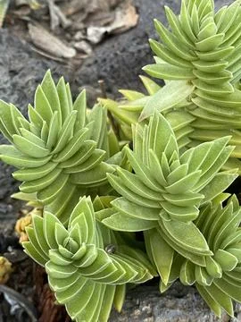 Succulent Stock Photos