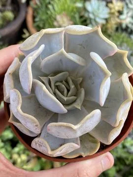 Succulent 写真素材