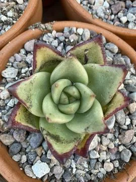Succulent Stock Photos