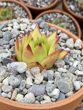 Succulent Stock Photos
