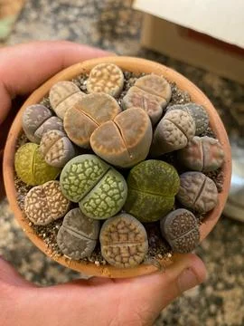 Succulent 写真素材