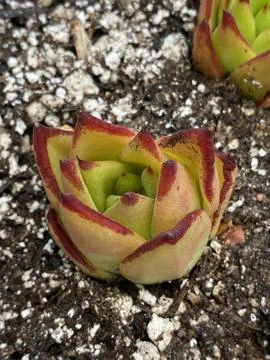 Succulent Stock Photos