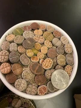 Succulent Stock Photos