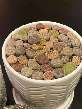 Succulent Stock Photos