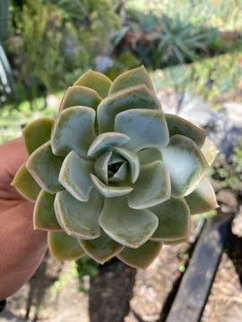 Succulent Stock Photos