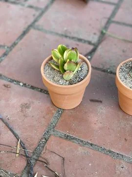 Succulent 写真素材