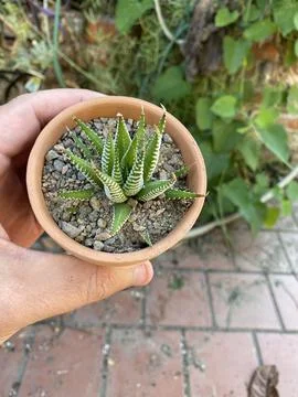 Succulent 写真素材
