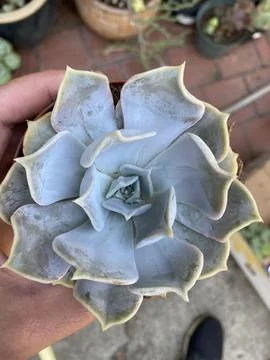 Succulent Stock Photos