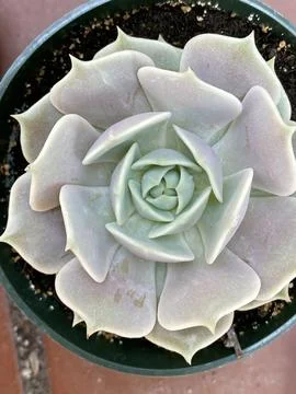 Succulent Stock Photos