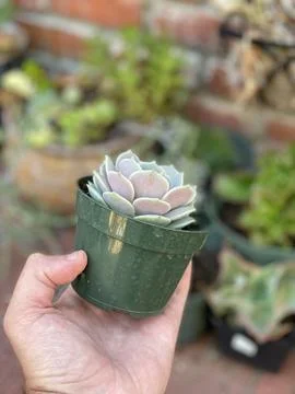 Succulent Stock Photos