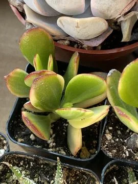Succulent Stock Photos