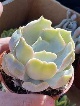 Succulent Stock Photos