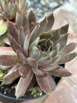 Succulent Stock Photos