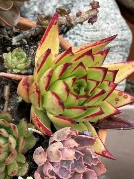 Succulent 写真素材