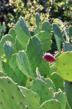 Succulent Stock Photos